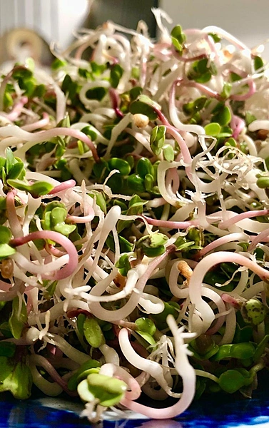Pink Radish Sprouts 20 Gms