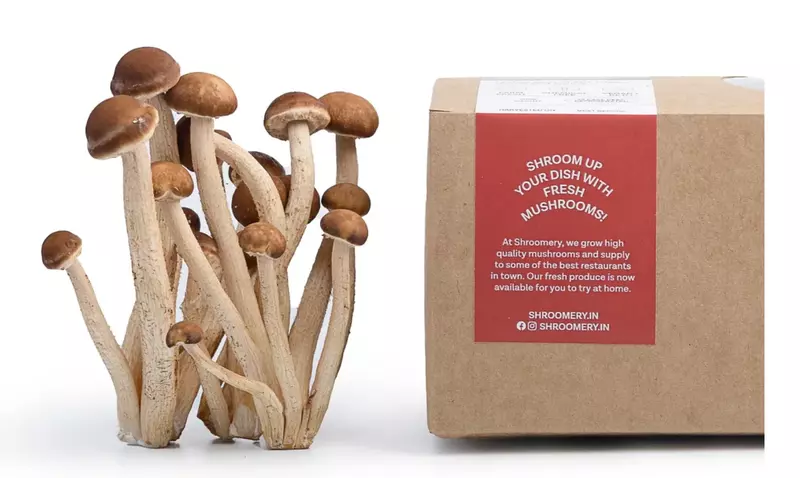 Pioppino 200 gms - Shroomery