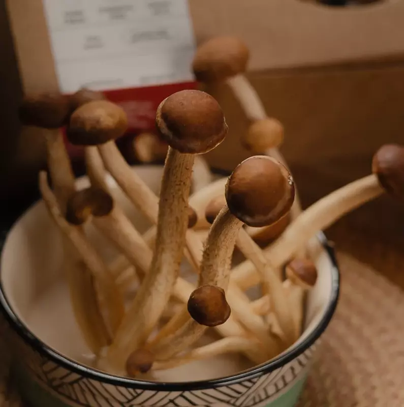 Pioppino 200 gms - Shroomery