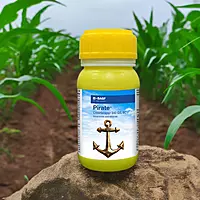 Pirate by BASF