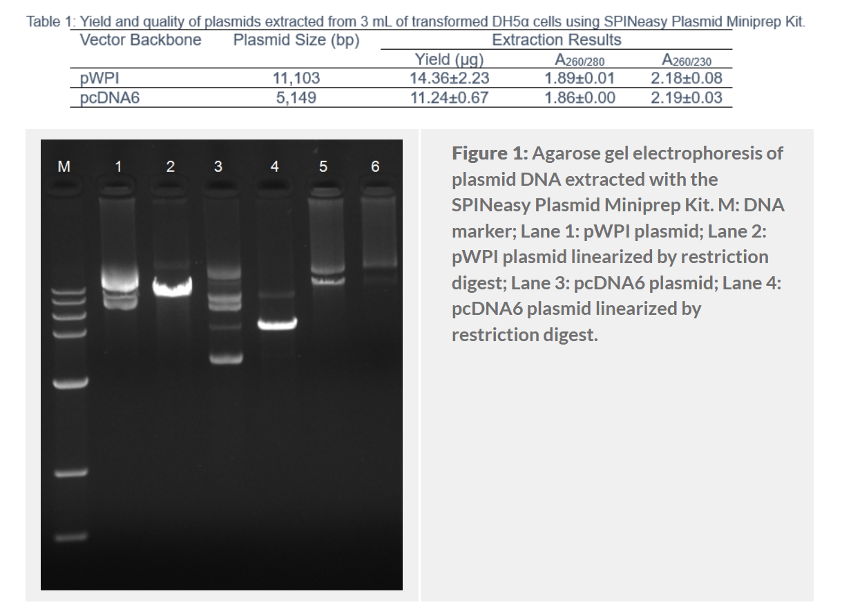 SPINeasy® Plasmid Miniprep Kit 50preps MP