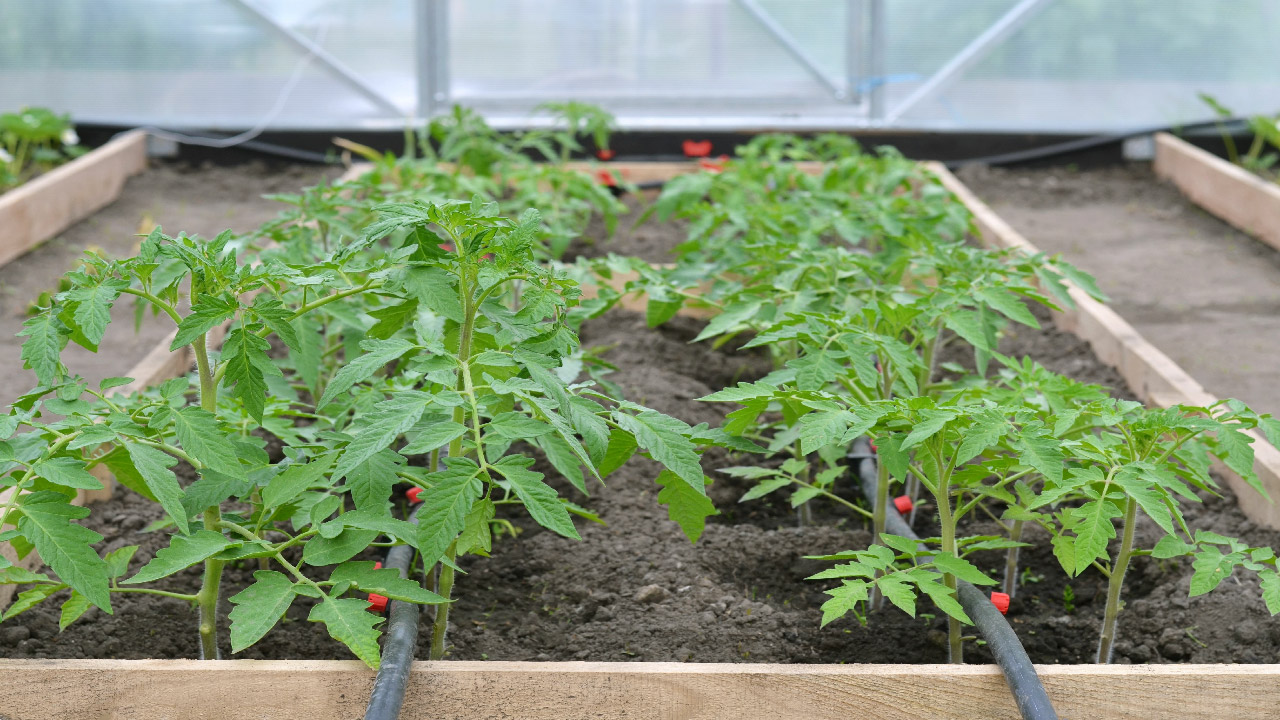 Polyhouse Irrigation & Drip System Retrofit Service