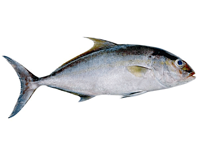 Ponnara(Butter-fish) Ponnara(Butter-fish)