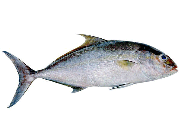 Ponnara(Butter-fish)