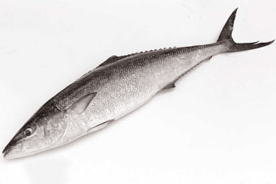 Poomeen(Butter-fish) Poomeen(Butter-fish)