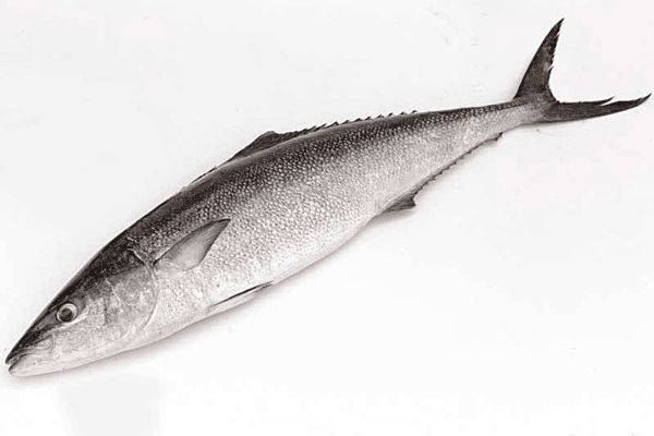 Poomeen(Butter-fish)