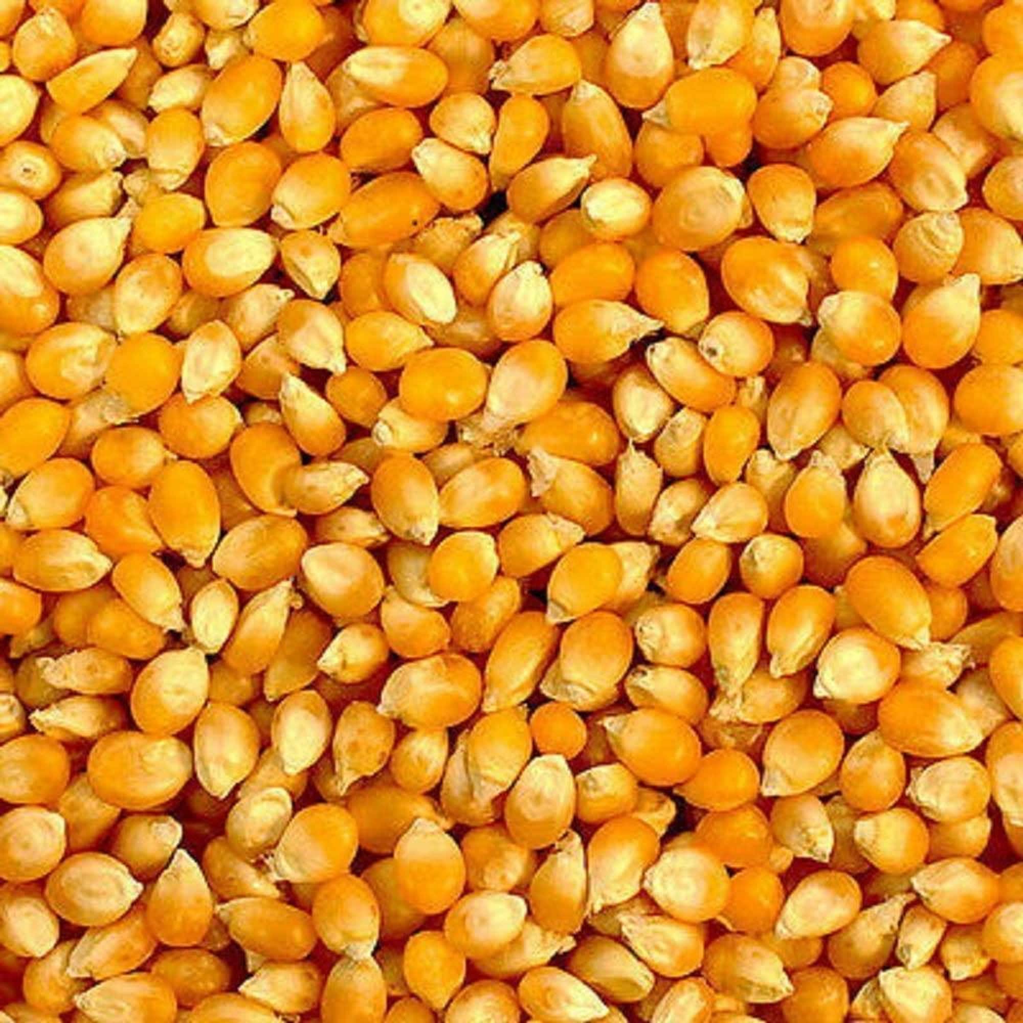 Pop Corn Seeds Pop Corn Seeds