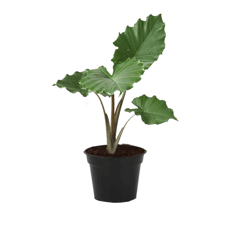 Alocasia Portora