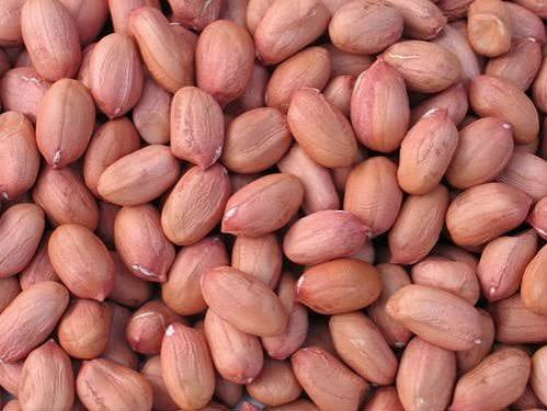 Premium Gold Groundnut Peanut/Groundnut BULK
