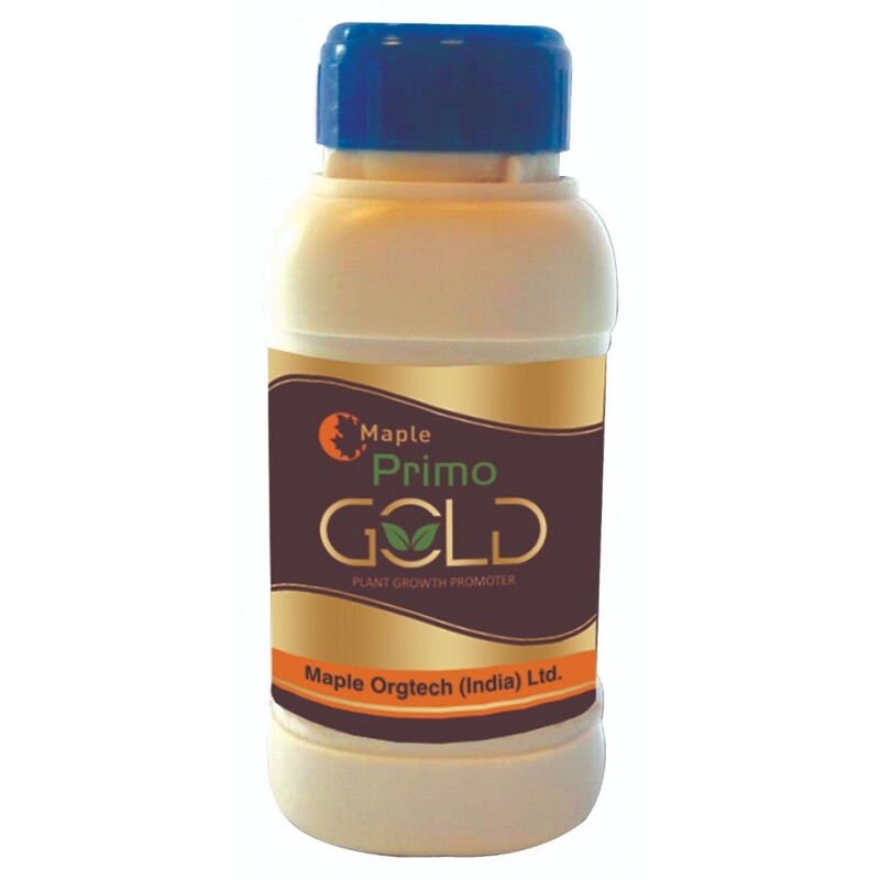 Maple Primo Gold