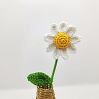 Daisy Small Flower White