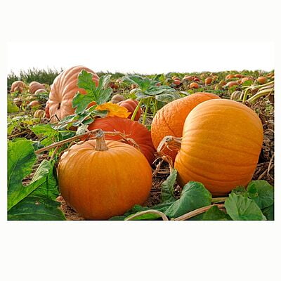 PUMPKIN (Squash) (1Pc - 0.6 to 1.1Kg)
