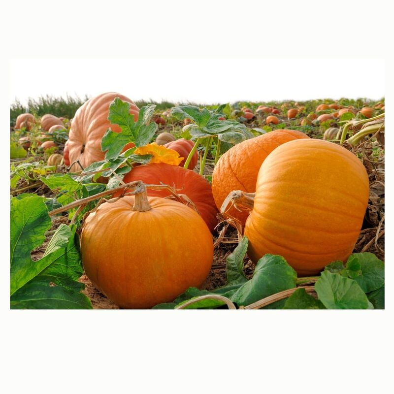 PUMPKIN (Squash) (1Pc - 0.6 to 1.1Kg)