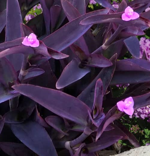 Purple Heart Plant Sapling (2 pc)