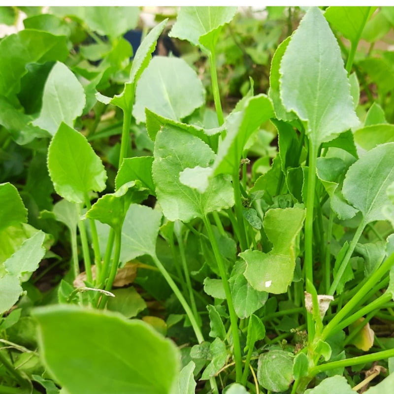 Chukkakura చుక్కకూర Sorel (30 to 40 seeds )s