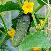 Cucumber 8 to 10 seeds