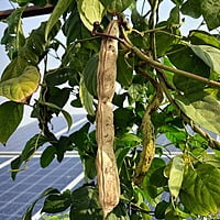 Sword beans climber Teega Chemmakaya (తీగ తమ్మకాయ or చెమ్మకాయ విత్తనాలు ) 2 seeds