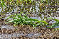 Multi-Peril Crop Insurance (MPCI)