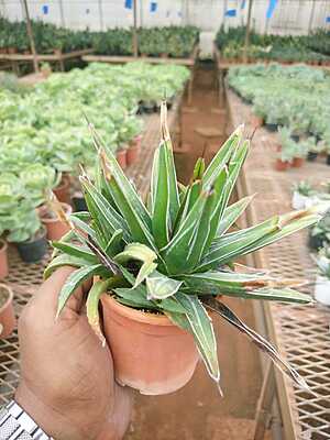 Queen Victoria Agave