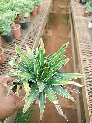 Queen Victoria Agave