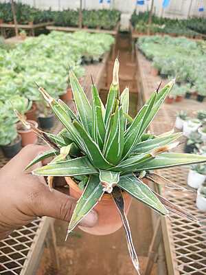 Queen Victoria Agave