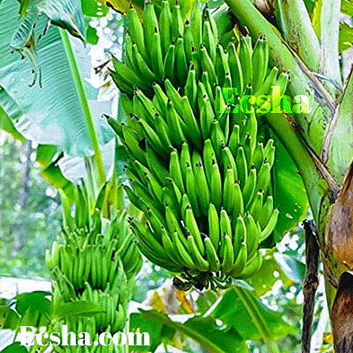 Quintal Banana