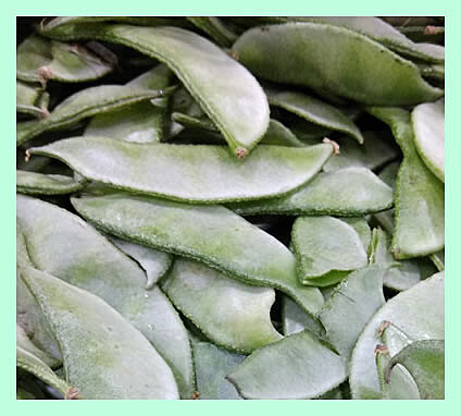 AVARAIKAI (BRODBEANS)