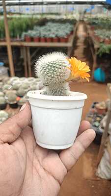 Rebutia Albiflora Rebutia Albiflora