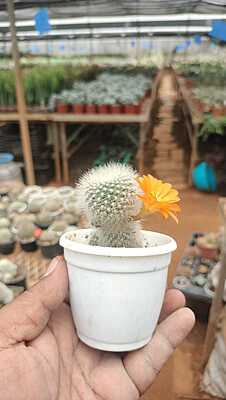 Rebutia Albiflora Rebutia Albiflora