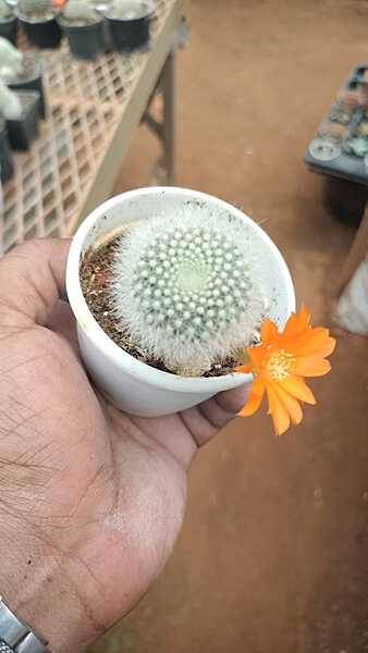 Rebutia Muscula