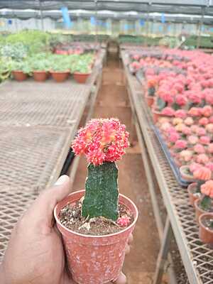 Red Moon Cactus Red Moon Cactus