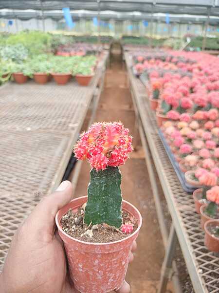 Red Moon Cactus Red Moon Cactus
