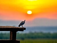 Sun rise Ibis