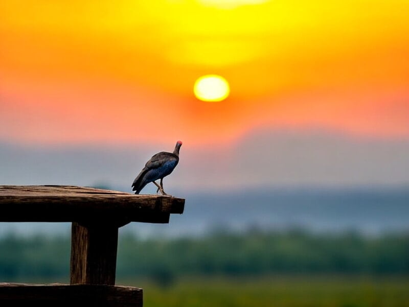 Sun rise Ibis