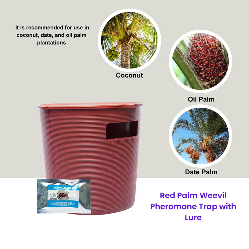 Red Palm Weevil Pheromone Trap with Lure