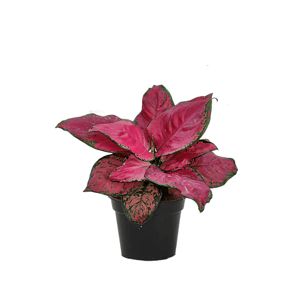 Aglaonema Red Zircon