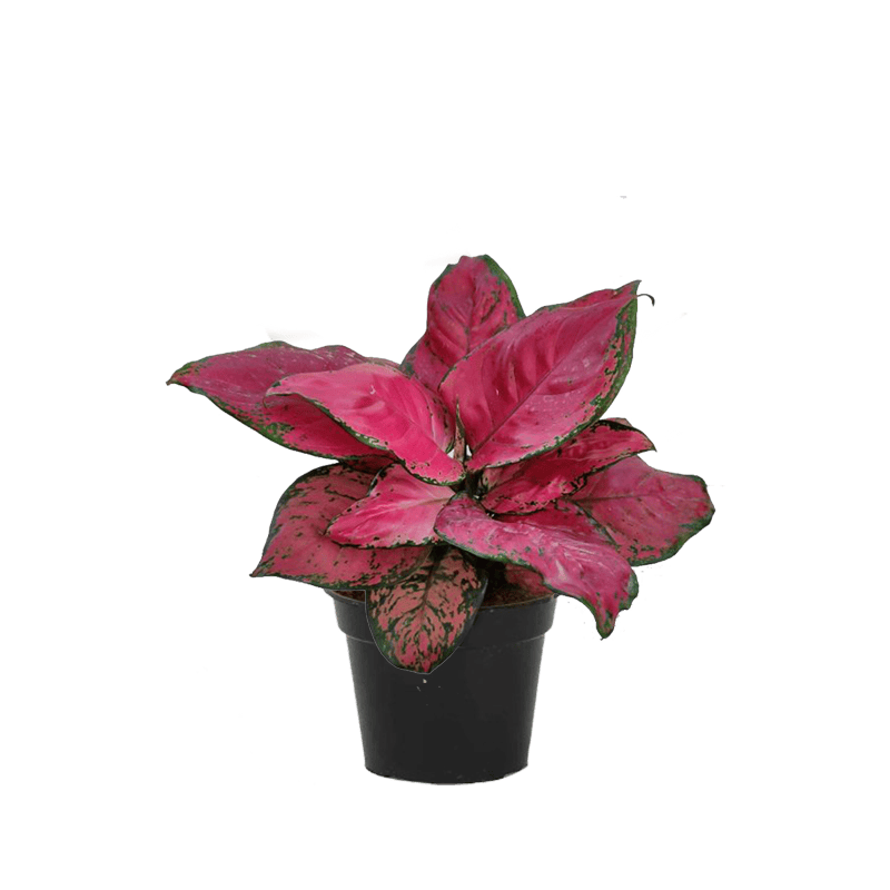 Aglaonema Red Zircon