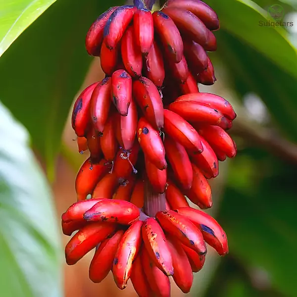 Red banana (sevvalai)