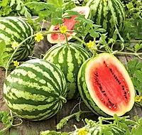 Water melon Seeds