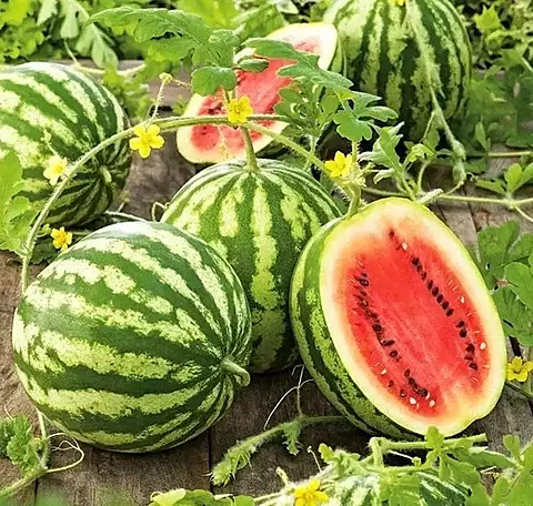 Water melon Seeds