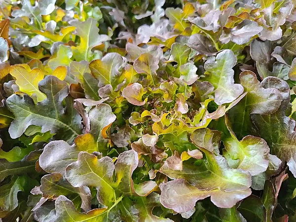 Hydroponic Red Oak Leaf Lettuce 250 Gms