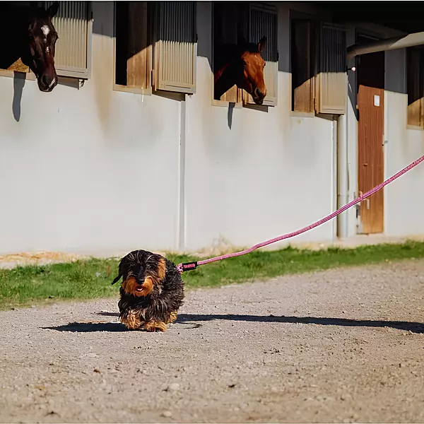 Riding World - Lucky Dog lead with handle