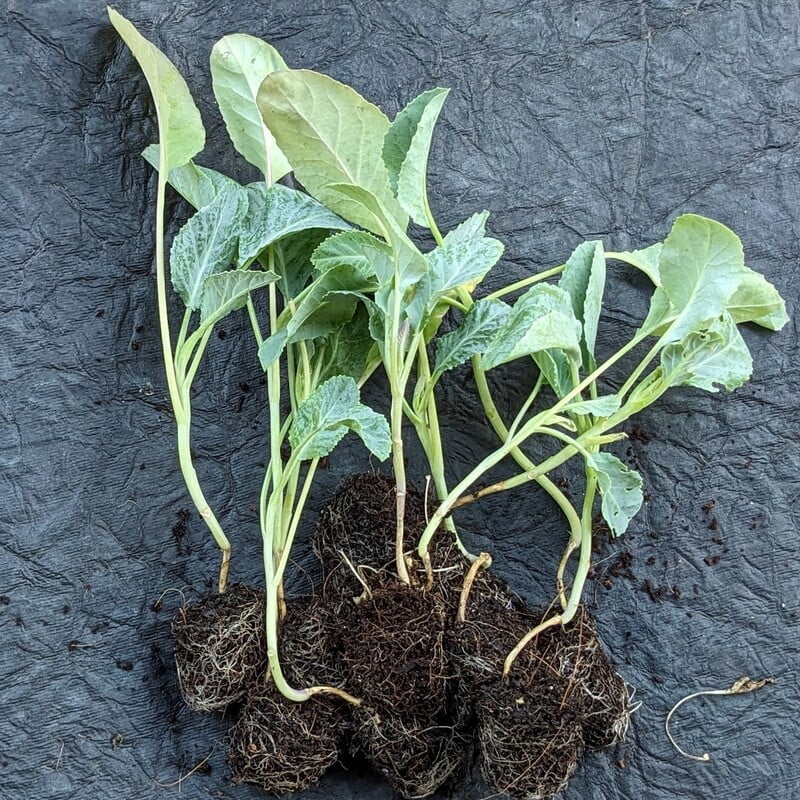 Cauliflower seedlings in Cocopeat glass 5 Nos