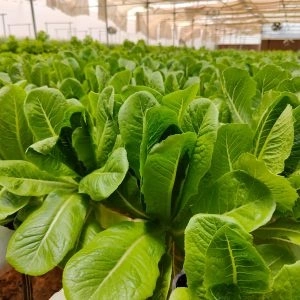 Romaine Lettuce 250gms