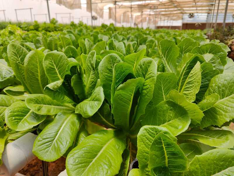 Romaine 250gms - IDRO Fresh