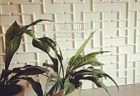 3D Wall Panels Sehrawat Brothers 3DWP1032 3D Wall Panels Sehrawat Brothers 3DWP1032