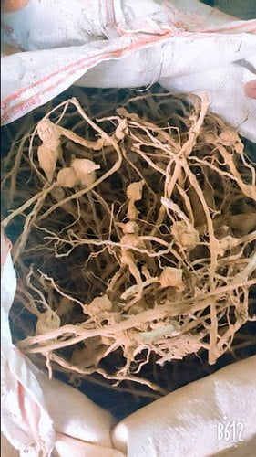 SIRUTHEKKU / KANDUBARANGI / BEETLE KILLER (STEM DRIED)