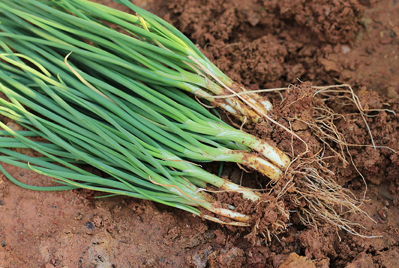 SPRING ONION -100Gms (Ulli Poraka)