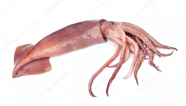 SQUID / KANAVA WHOLE