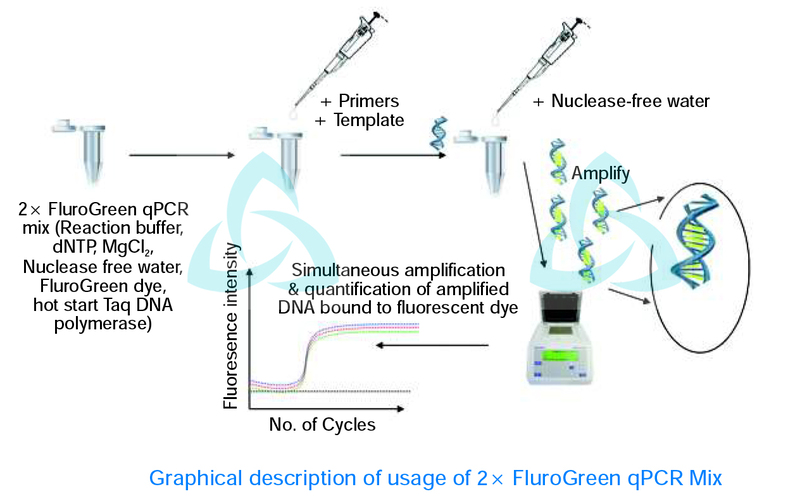 BioLit FluroGreen qPCR Master Mix (2X) SRL